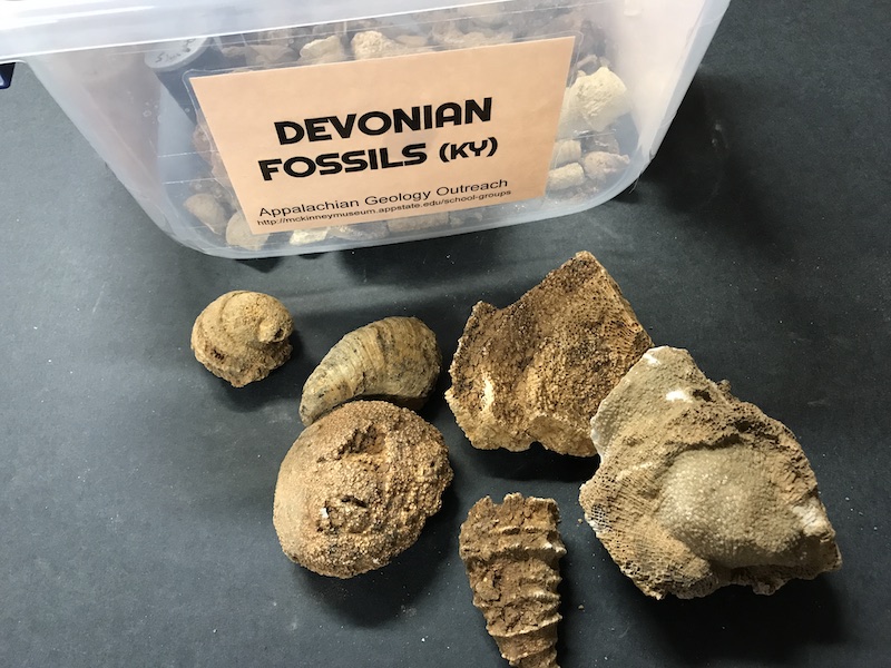 Devonian Fossil Samples