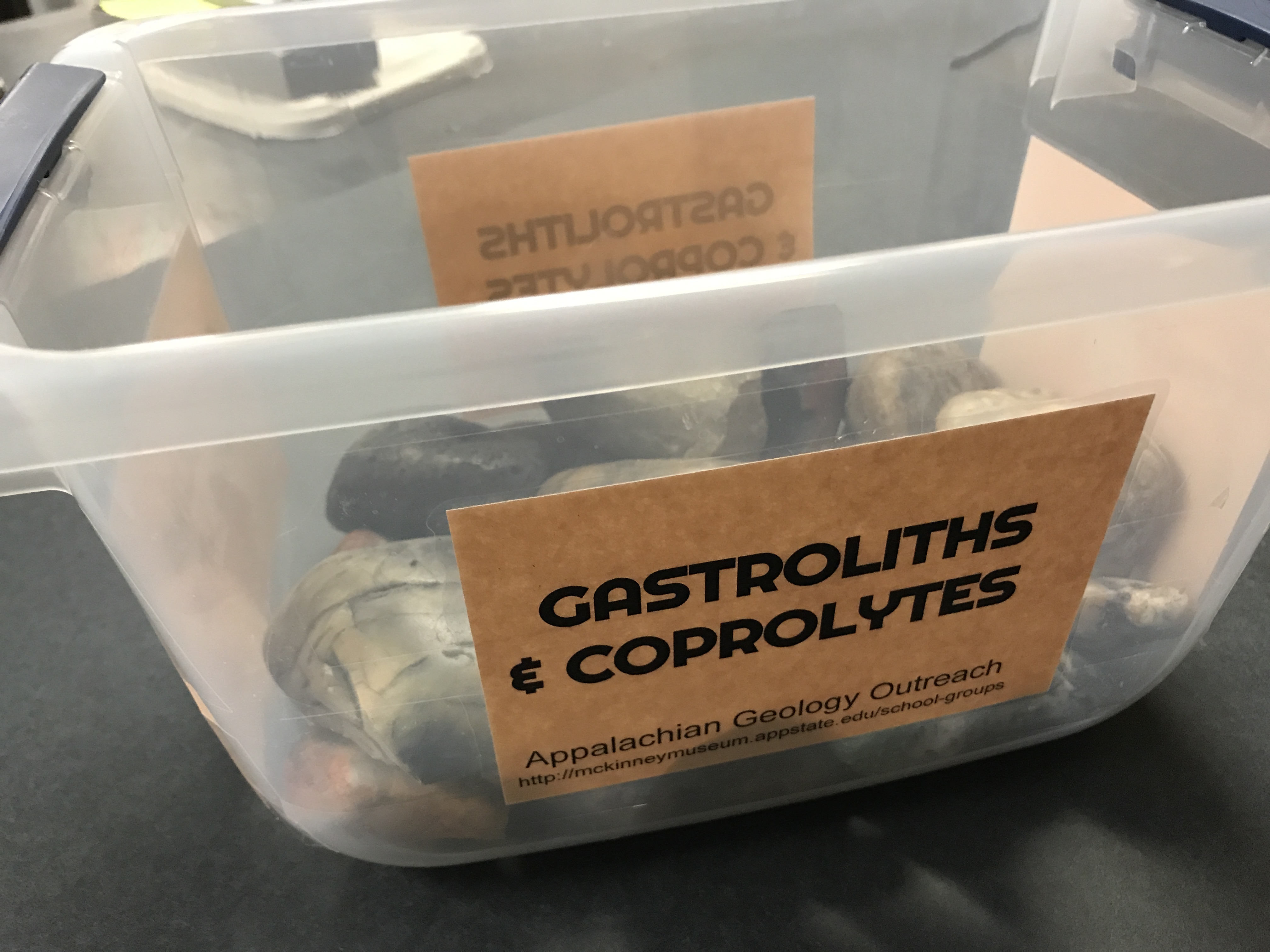 Gastroliths and Coprolites Box