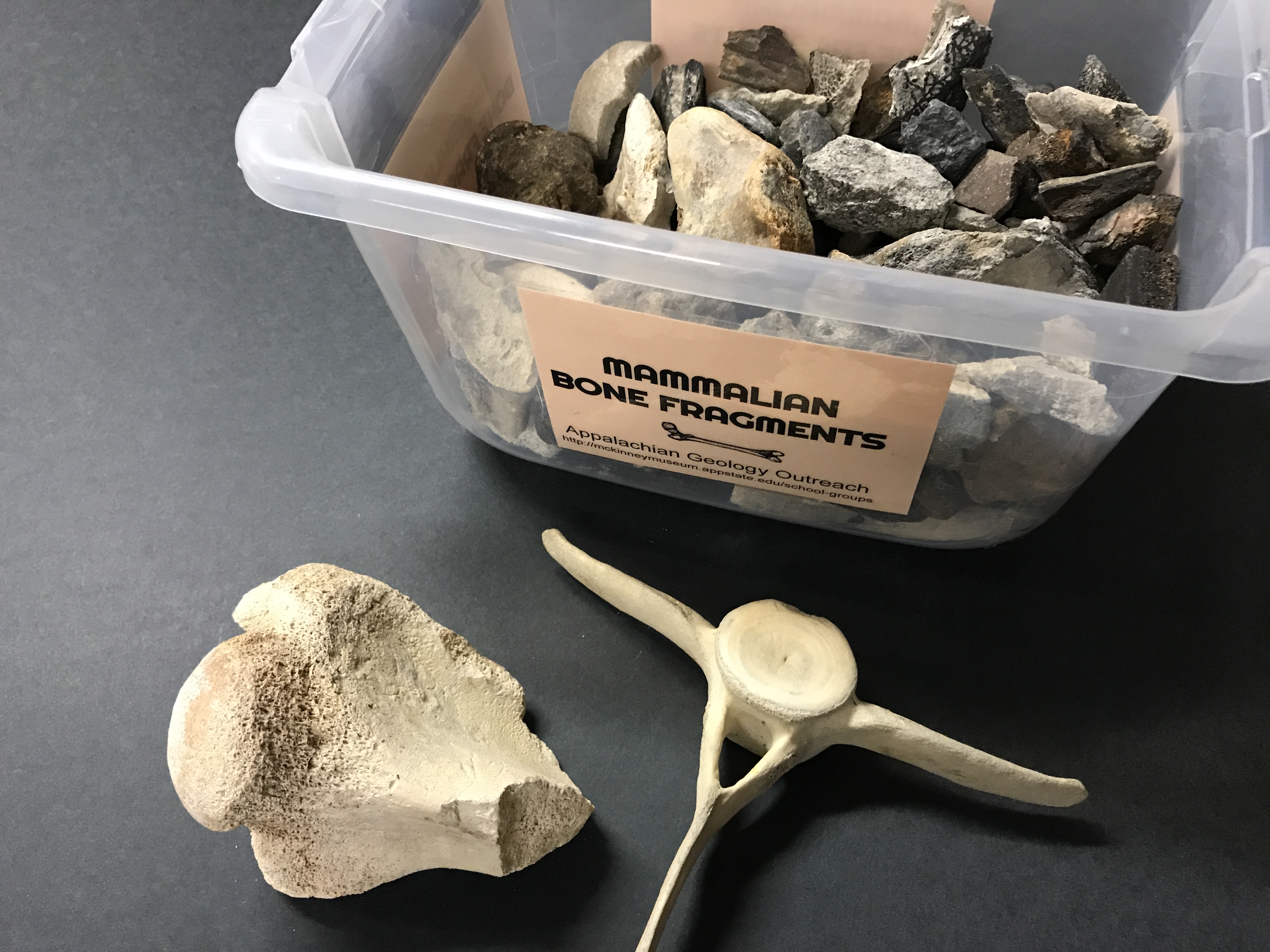 Mammalian Bone Fossils