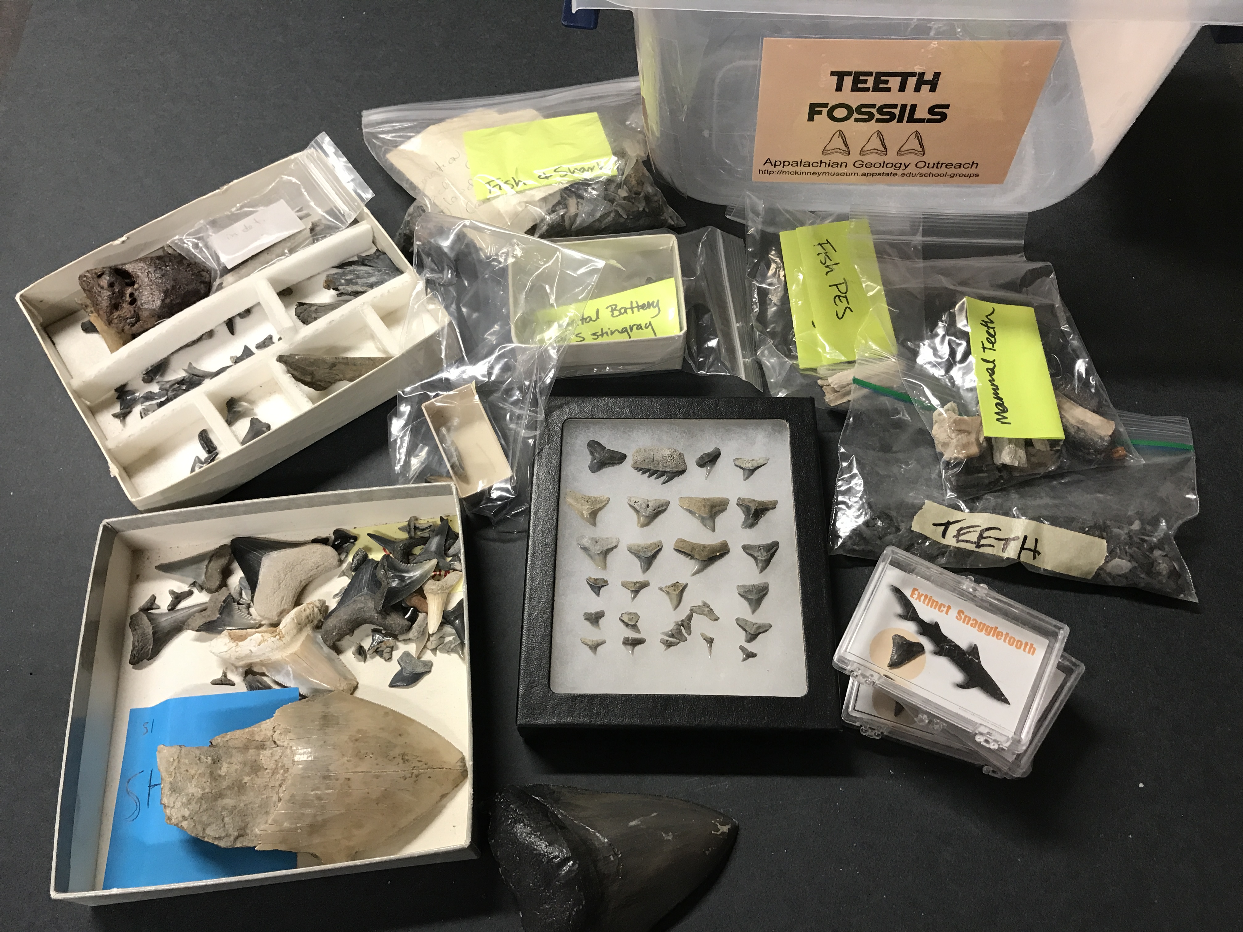 Teeth (Varied) Fossils 