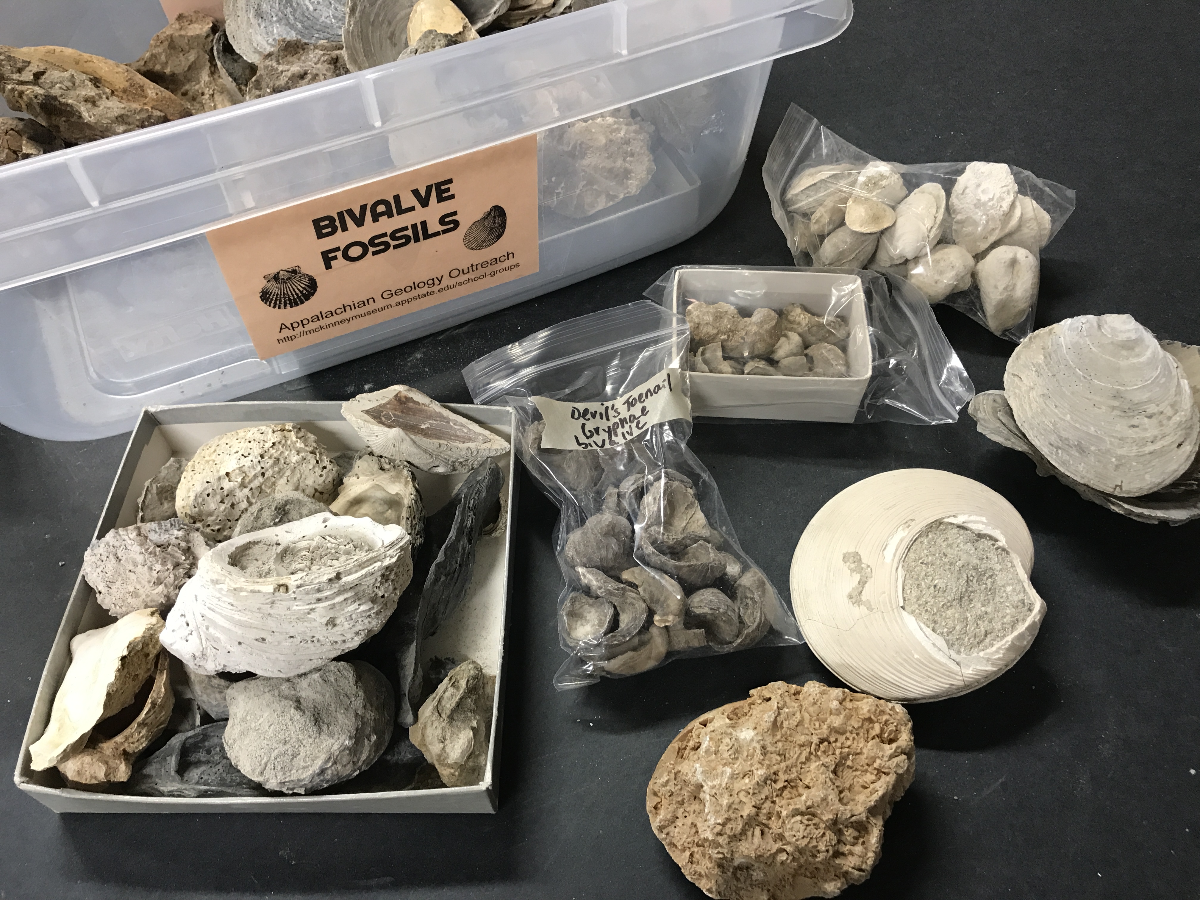 Bivalve (Varied) Fossils