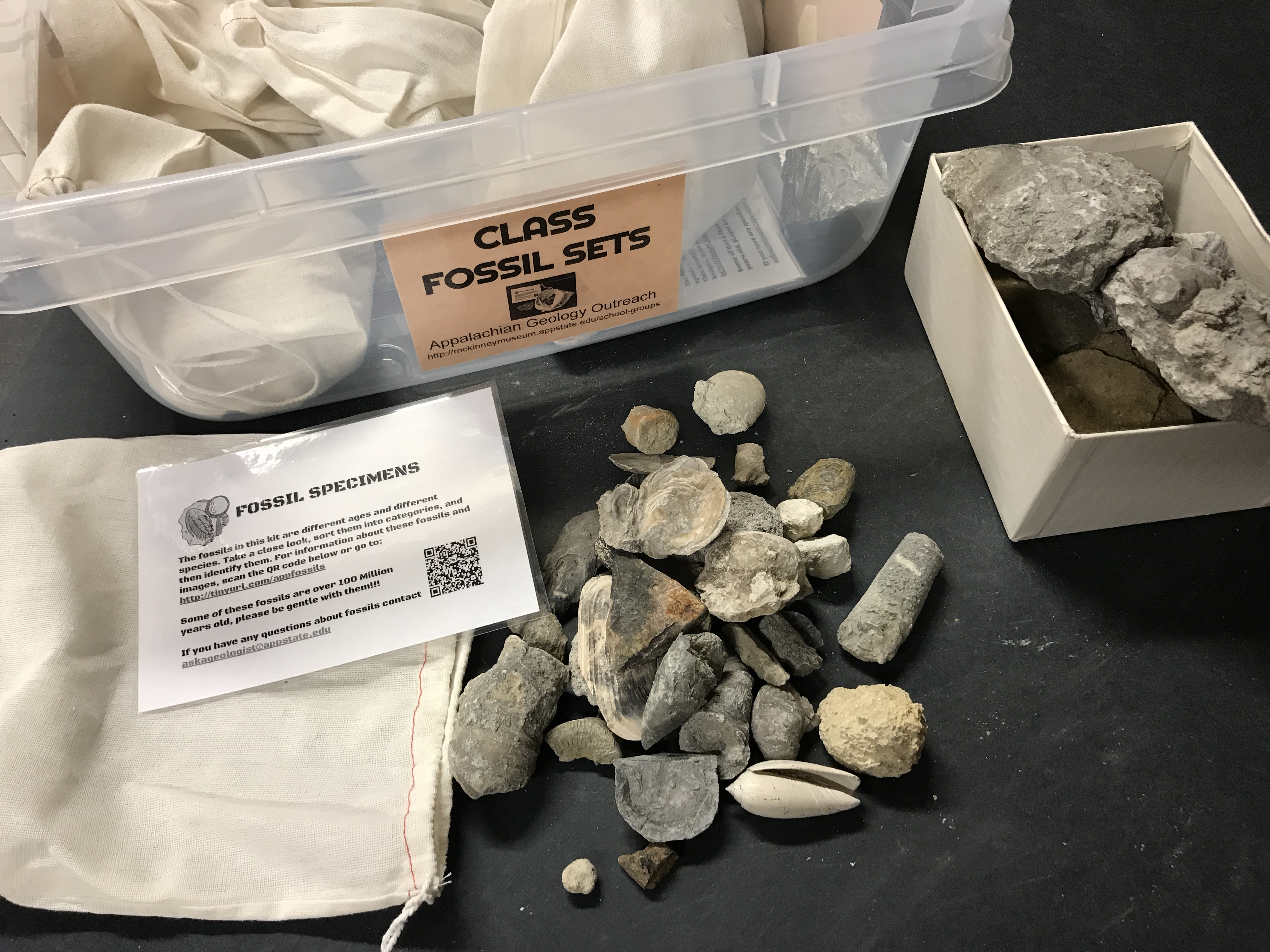 Class Set of Various Fossils