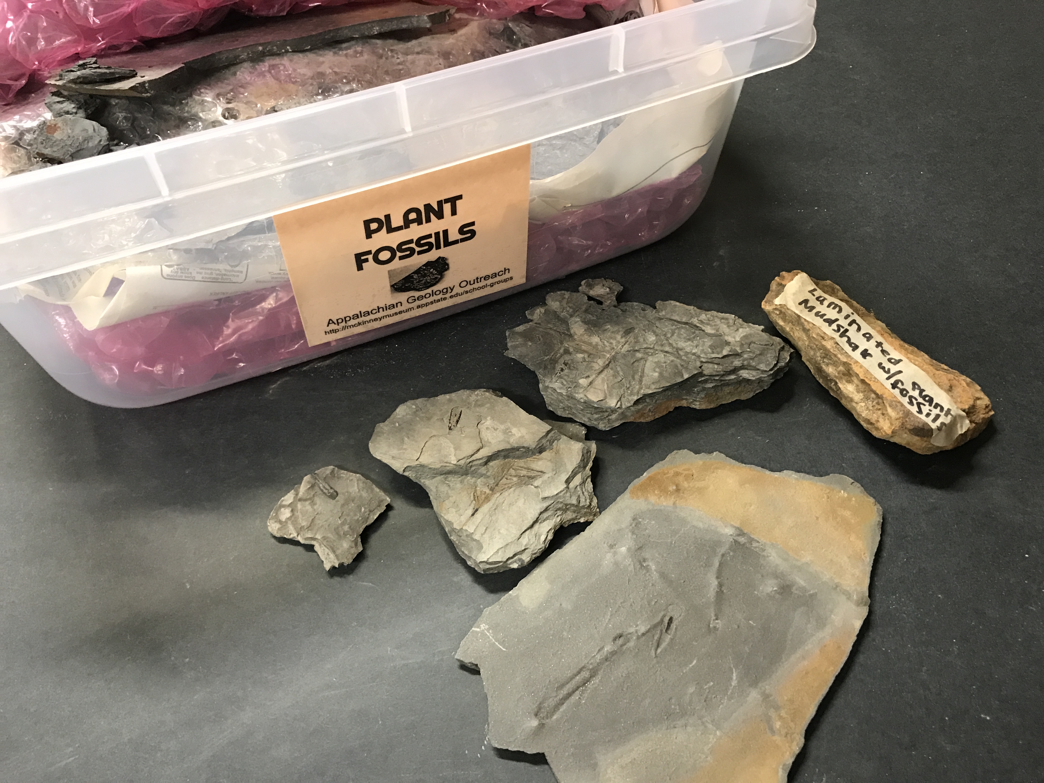 Plant Fossil Samples (Various)