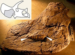 fossil with inset showing location in dinosaur skull