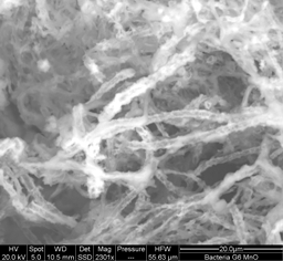 Backscatter SEM image of cultured Mn-oxidizing bacteria from a cave in east TN. Bright areas of the photo show sub-micron scale Mn oxides in the bacterial cell sheath.  (research of Dr. Sarah Carmichael and Leigh Anne Roble '12)